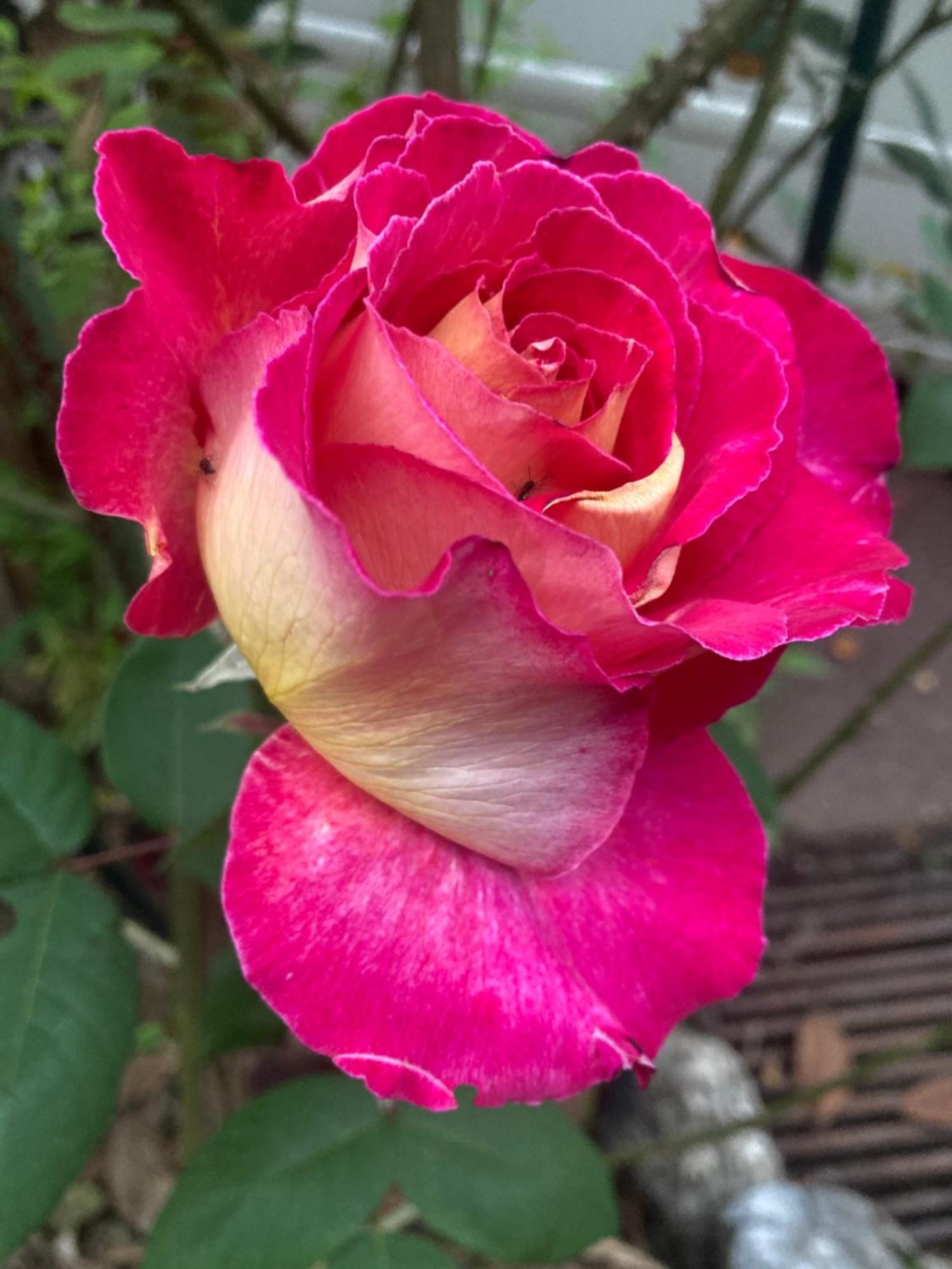 Maison Des Roses Oullins Eksteriør bilde